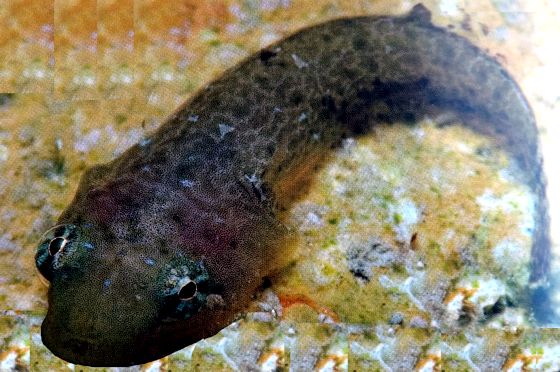 Apletodon dentatus_0321
